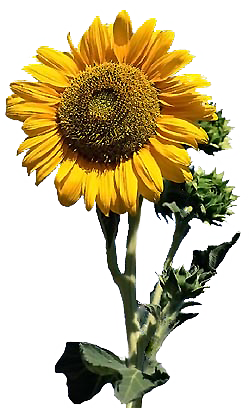 Infos Erdwärmesonden - Umweltschutz Infos Erdwärmesonden - Umweltschutz